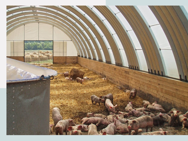 Строительство свинарников в Боровичах